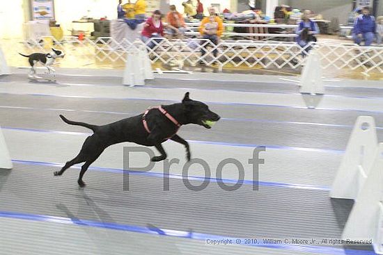 MCRD Unplugged Flyball Tournement<br />March 20th, 2010