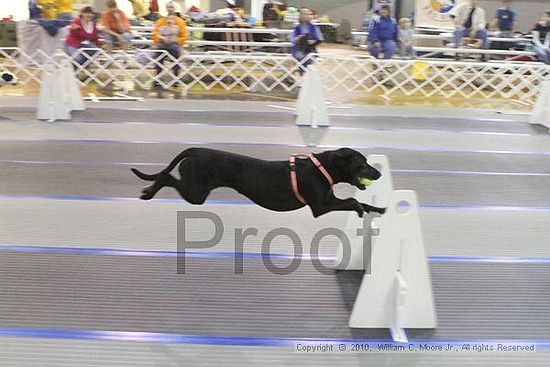 MCRD Unplugged Flyball Tournement<br />March 20th, 2010