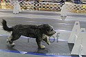 img_2264_thm.jpg