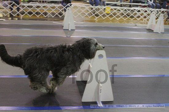 MCRD Unplugged Flyball Tournement<br />March 20th, 2010