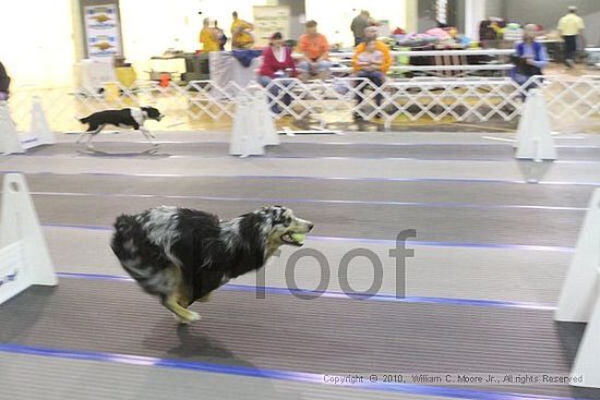 MCRD Unplugged Flyball Tournement<br />March 20th, 2010