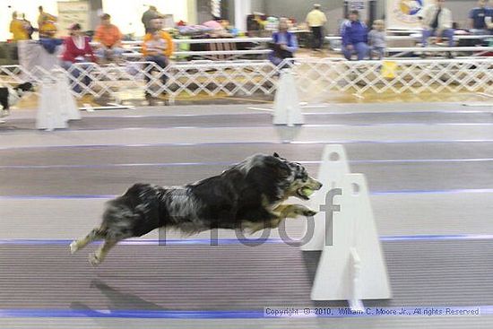 MCRD Unplugged Flyball Tournement<br />March 20th, 2010