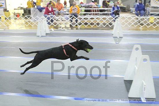 MCRD Unplugged Flyball Tournement<br />March 20th, 2010