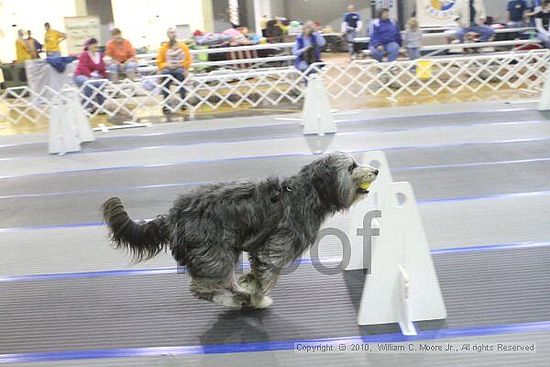 MCRD Unplugged Flyball Tournement<br />March 20th, 2010