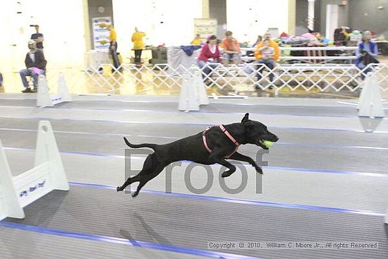 MCRD Unplugged Flyball Tournement<br />March 20th, 2010