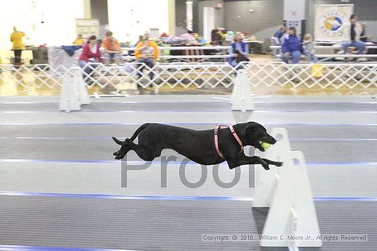 MCRD Unplugged Flyball Tournement<br />March 20th, 2010