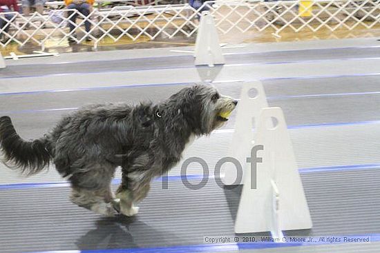 MCRD Unplugged Flyball Tournement<br />March 20th, 2010