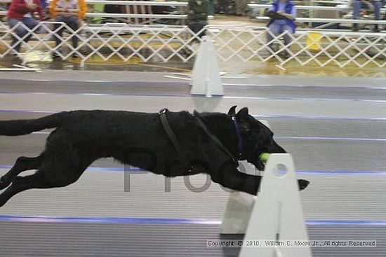 MCRD Unplugged Flyball Tournement<br />March 20th, 2010