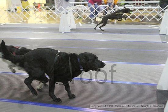 MCRD Unplugged Flyball Tournement<br />March 20th, 2010