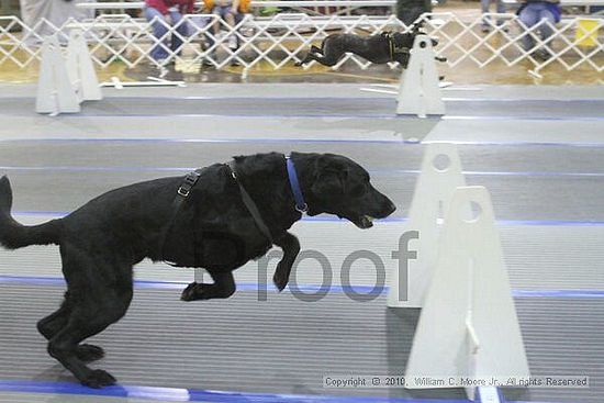 MCRD Unplugged Flyball Tournement<br />March 20th, 2010