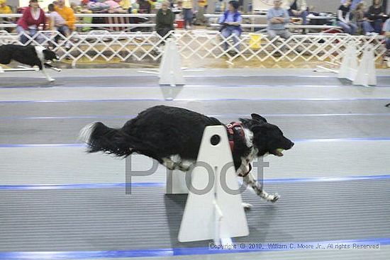 MCRD Unplugged Flyball Tournement<br />March 20th, 2010