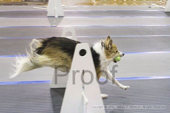 MCRD Unplugged Flyball Tournement<br />March 20th, 2010