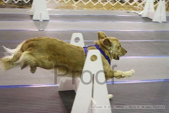 MCRD Unplugged Flyball Tournement<br />March 20th, 2010