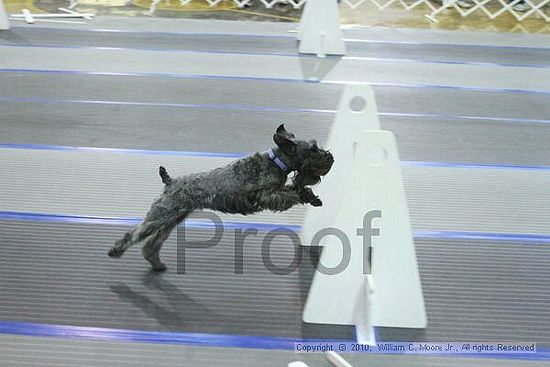 MCRD Unplugged Flyball Tournement<br />March 20th, 2010