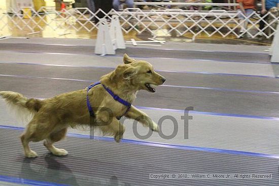 MCRD Unplugged Flyball Tournement<br />March 20th, 2010