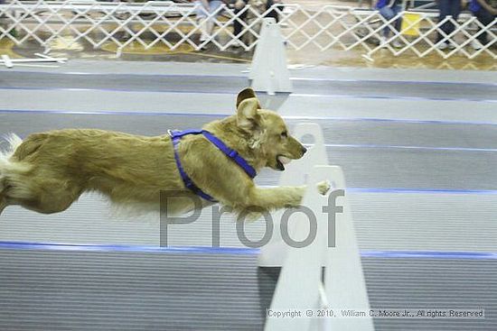 MCRD Unplugged Flyball Tournement<br />March 20th, 2010