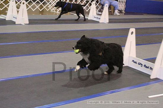 MCRD Unplugged Flyball Tournement<br />March 20th, 2010