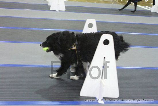 MCRD Unplugged Flyball Tournement<br />March 20th, 2010