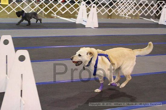 MCRD Unplugged Flyball Tournement<br />March 20th, 2010