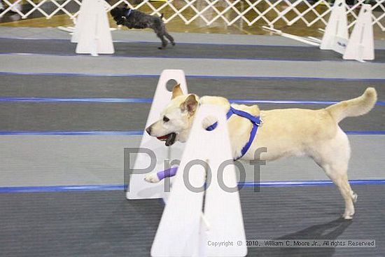 MCRD Unplugged Flyball Tournement<br />March 20th, 2010