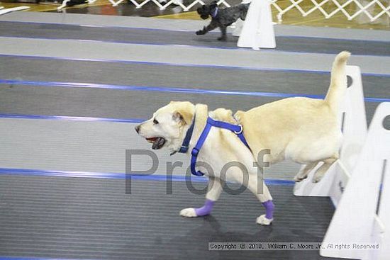 MCRD Unplugged Flyball Tournement<br />March 20th, 2010