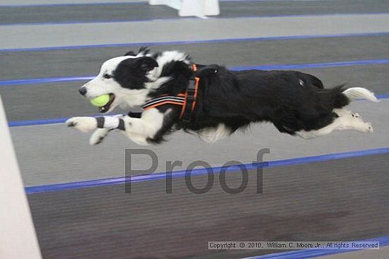 MCRD Unplugged Flyball Tournement<br />March 20th, 2010