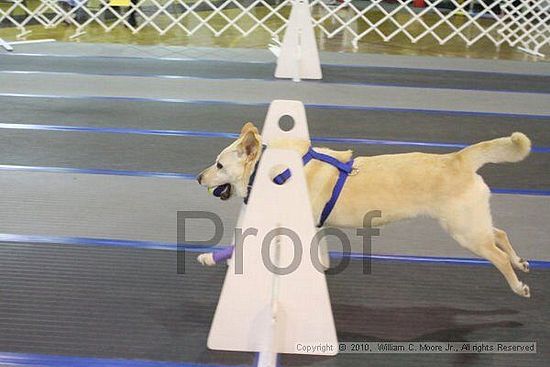 MCRD Unplugged Flyball Tournement<br />March 20th, 2010