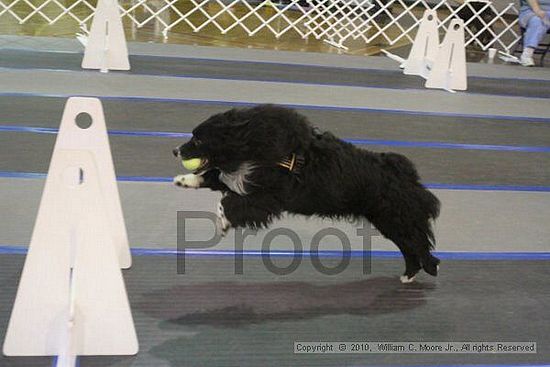 MCRD Unplugged Flyball Tournement<br />March 20th, 2010