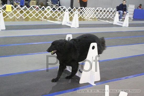 MCRD Unplugged Flyball Tournement<br />March 20th, 2010