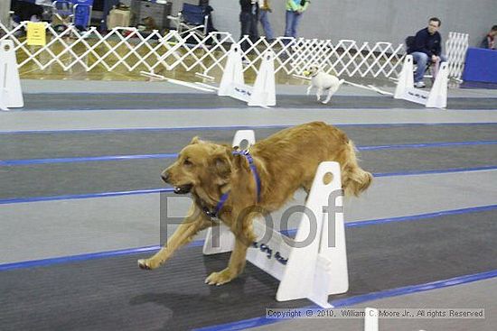 MCRD Unplugged Flyball Tournement<br />March 20th, 2010