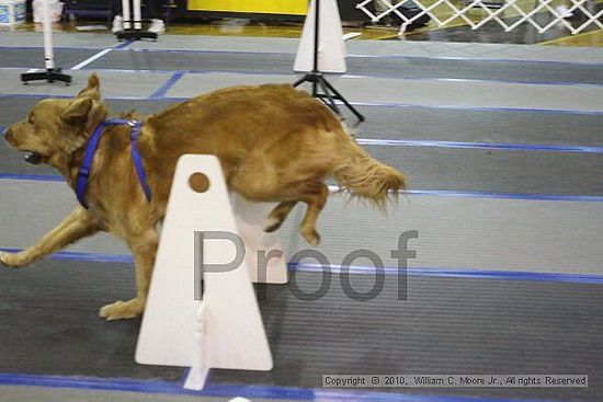 MCRD Unplugged Flyball Tournement<br />March 20th, 2010