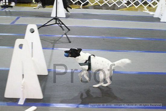 MCRD Unplugged Flyball Tournement<br />March 20th, 2010