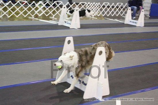 MCRD Unplugged Flyball Tournement<br />March 20th, 2010