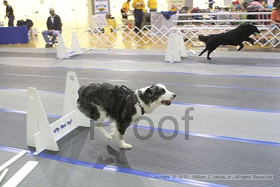 MCRD Unplugged Flyball Tournement<br />March 20th, 2010