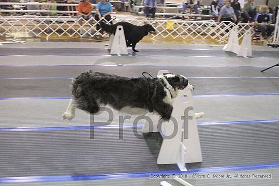 MCRD Unplugged Flyball Tournement<br />March 20th, 2010