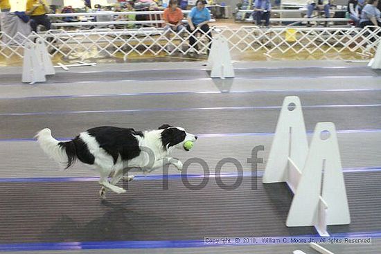 MCRD Unplugged Flyball Tournement<br />March 20th, 2010