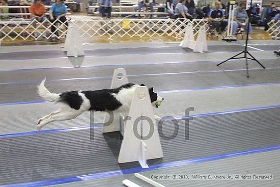 MCRD Unplugged Flyball Tournement<br />March 20th, 2010