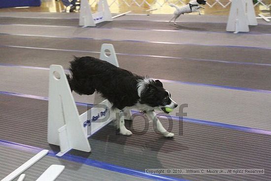 MCRD Unplugged Flyball Tournement<br />March 20th, 2010