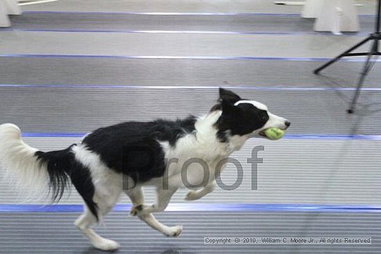 MCRD Unplugged Flyball Tournement<br />March 20th, 2010