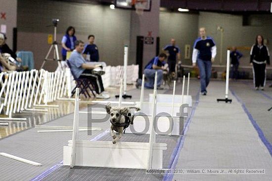 MCRD Unplugged Flyball Tournement<br />March 20th, 2010