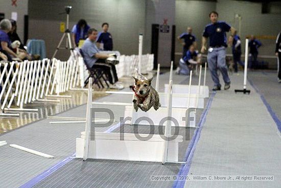 MCRD Unplugged Flyball Tournement<br />March 20th, 2010