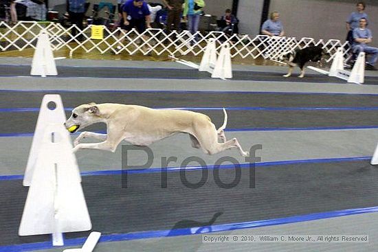 MCRD Unplugged Flyball Tournement<br />March 20th, 2010