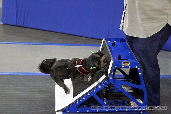 MCRD Unplugged Flyball Tournement<br />March 20th, 2010