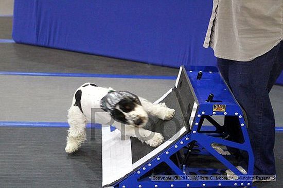 MCRD Unplugged Flyball Tournement<br />March 20th, 2010