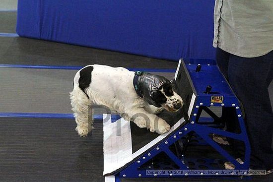 MCRD Unplugged Flyball Tournement<br />March 20th, 2010