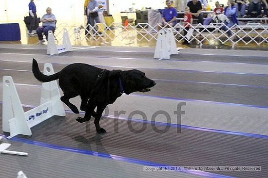 MCRD Unplugged Flyball Tournement<br />March 20th, 2010