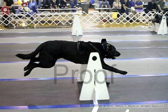 MCRD Unplugged Flyball Tournement<br />March 20th, 2010