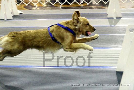 MCRD Unplugged Flyball Tournement<br />March 20th, 2010