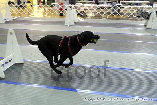 MCRD Unplugged Flyball Tournement<br />March 20th, 2010