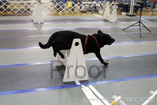 MCRD Unplugged Flyball Tournement<br />March 20th, 2010